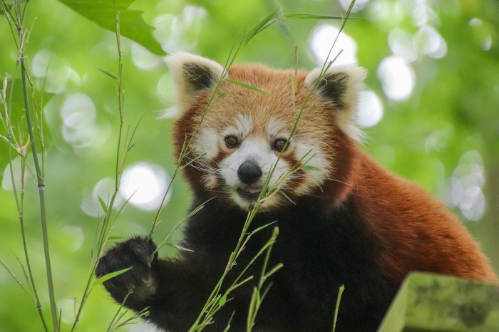 International Red Panda Day - Red Panda