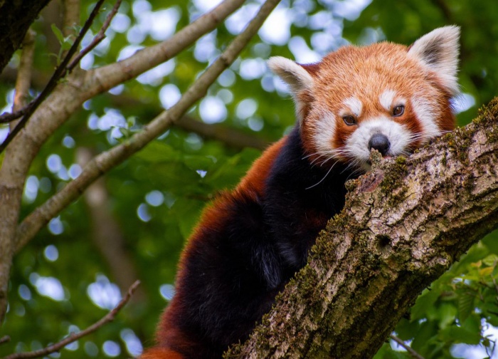 International Red Panda Day - Red Panda
