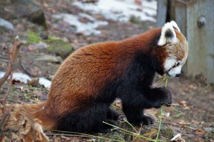 World Wildlife Conservation Day - Red Panda