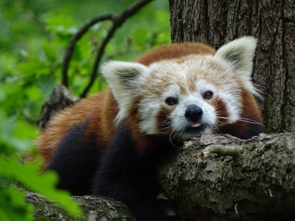 International Red Panda Day - Red Panda