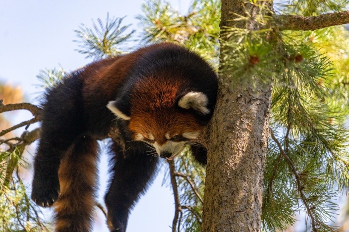 National Zoo Lovers Day - Red Panda