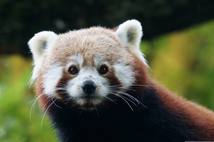 Wild About Wildlife Month - Red Panda 