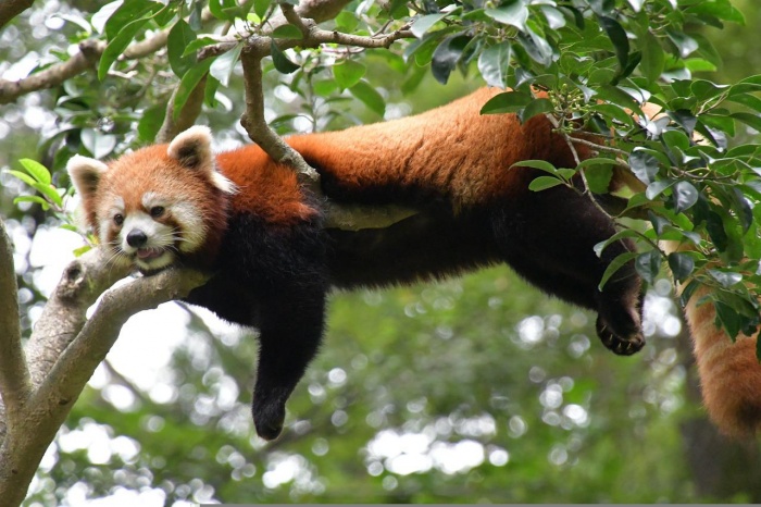 World Wildlife Day - Red Panda