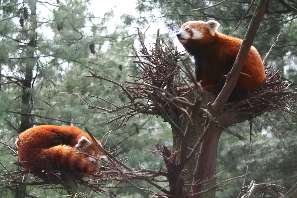 Red Pandas - Red Panda