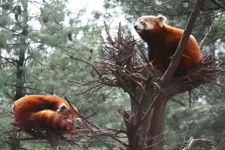 Red Panda