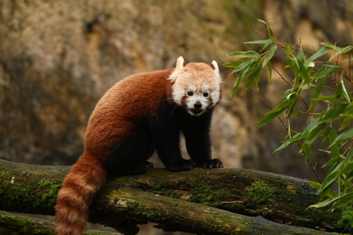 Endangered Species Day - Red Panda 