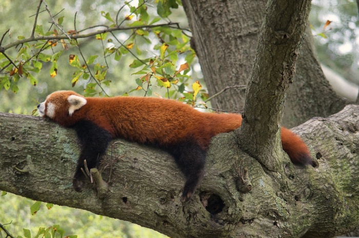 National Zoo Lovers Day - Red Panda 