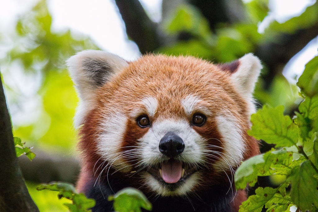 Red Pandas - Red Panda (Ailurus fulgens)