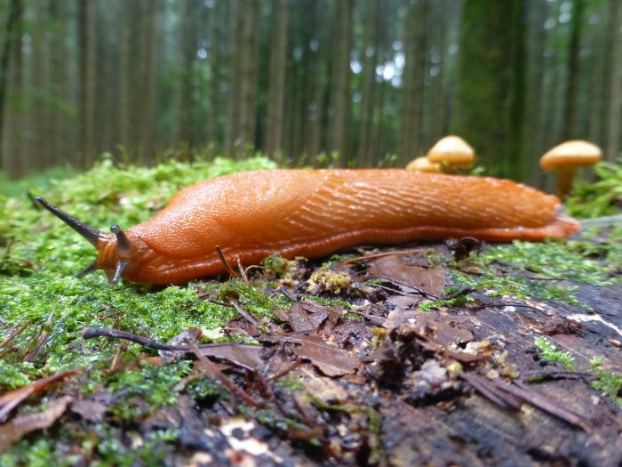 Slug Appreciation Day - Red Slug