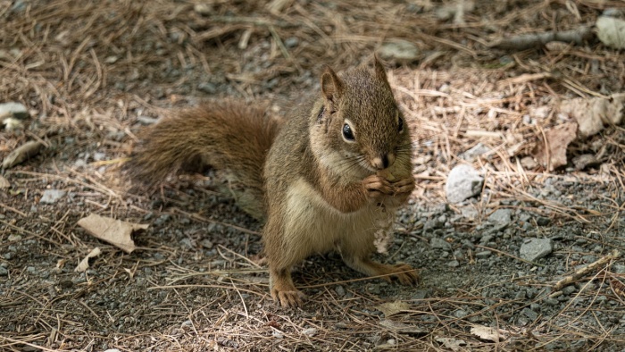 American Red Squirrel