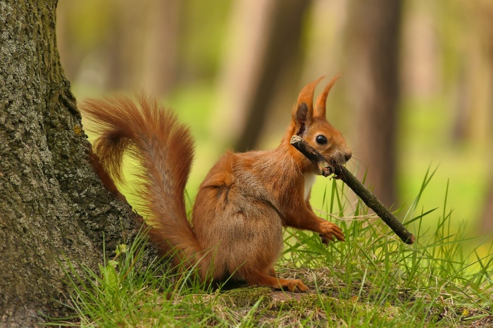 Squirrel Appreciation Day - Red Squirrel