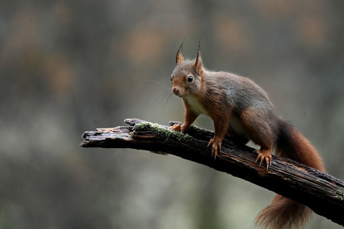 Squirrel Awareness Month - Red Squirrel