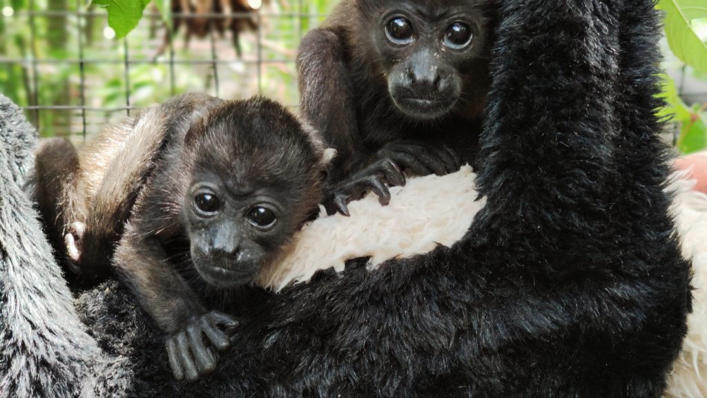 Rescate Wildlife Rescue Center - Baby Howler Monkeys