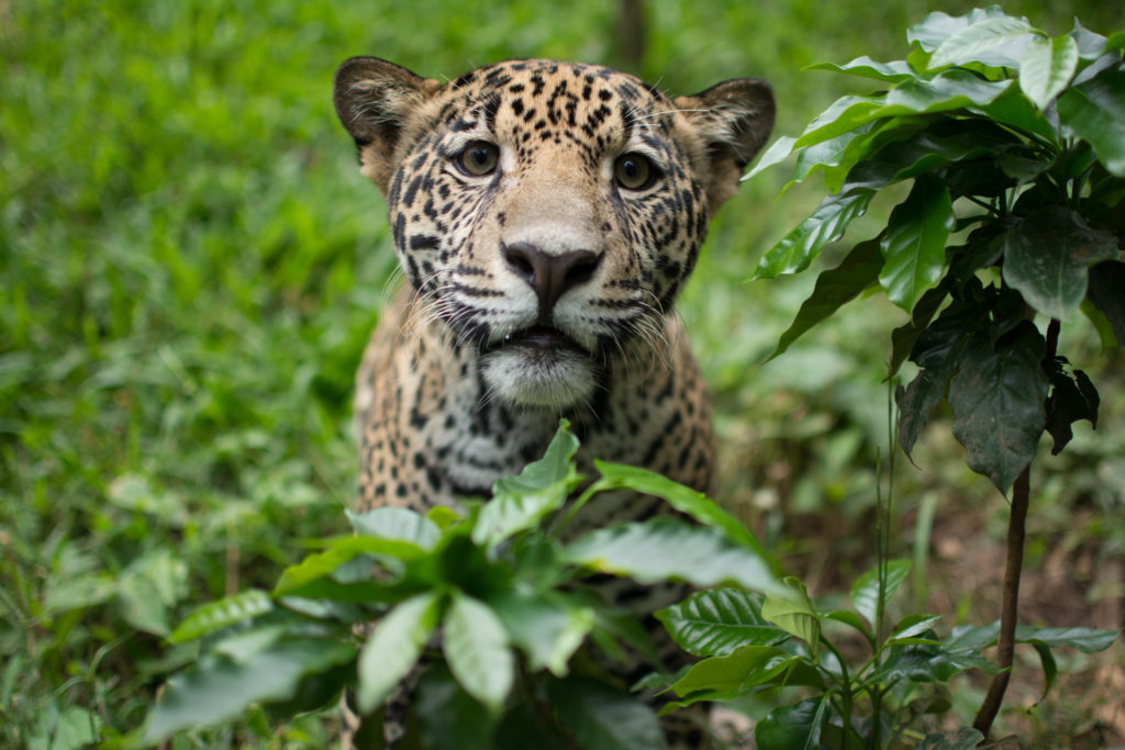 Rescate Wildlife Rescue Center - Rescued Jaguar