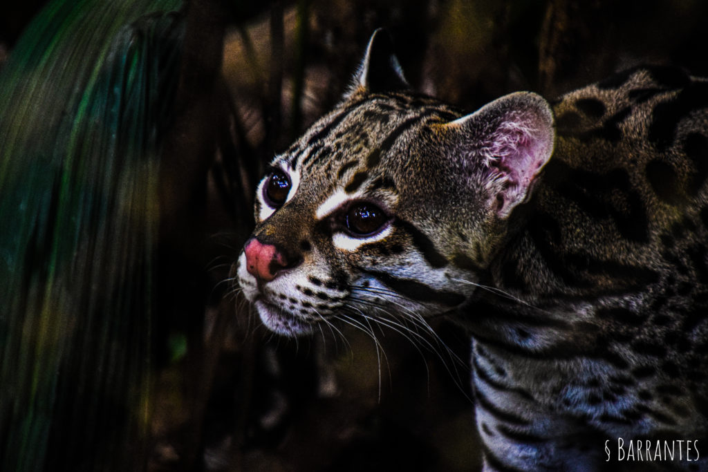 Rescate Wildlife Rescue Center - Rescued Ocelot