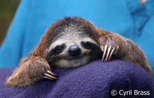 Rescued Baby Sloth