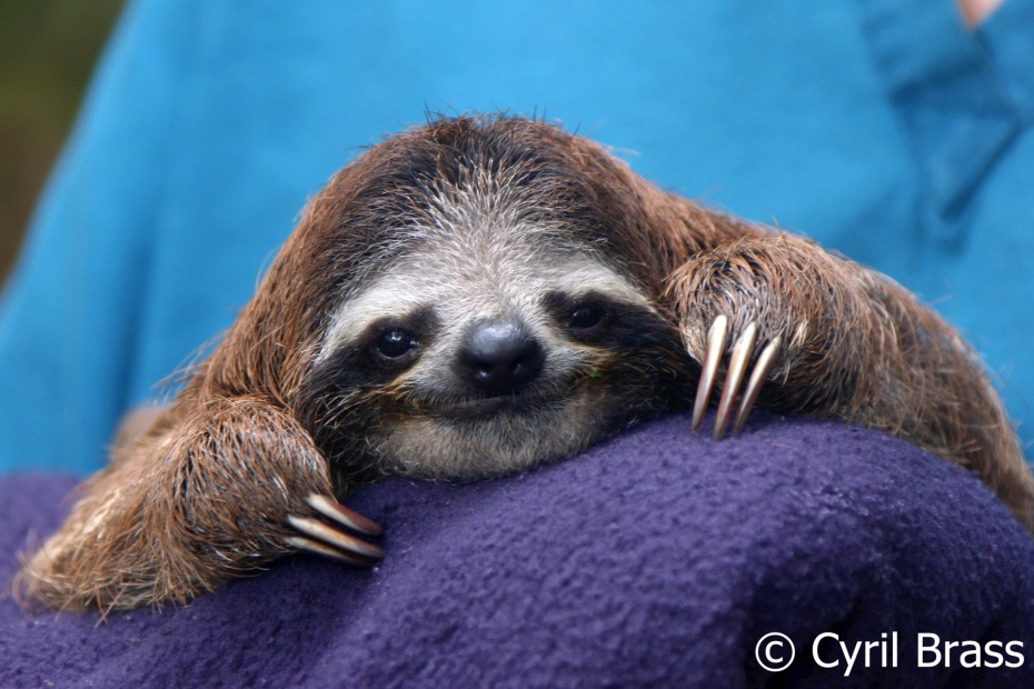 Rescued Baby Sloth