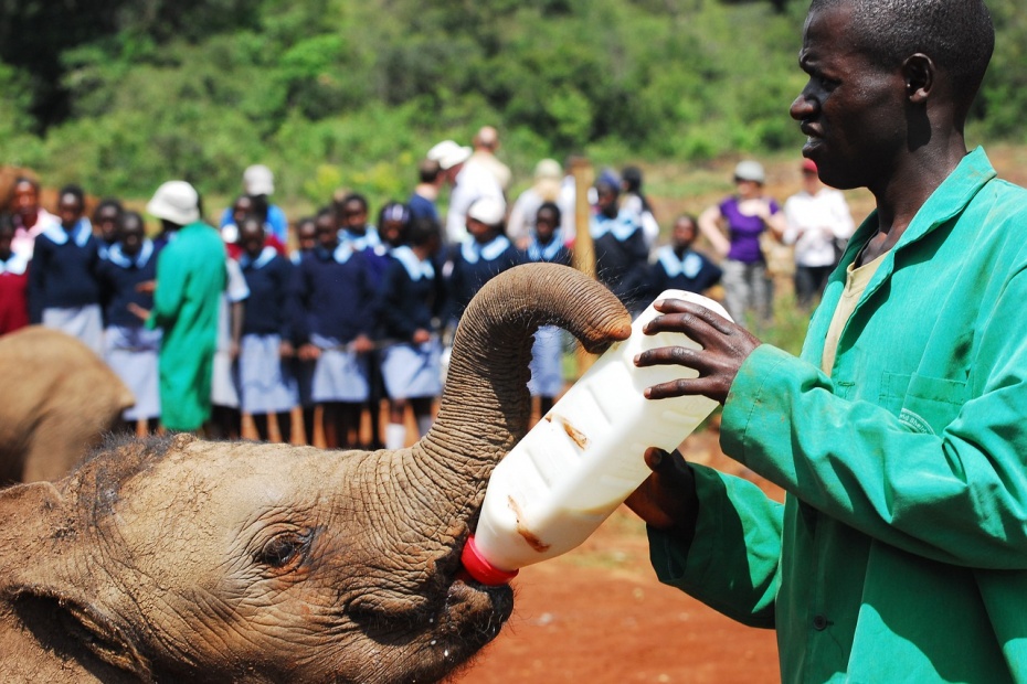 Rescued Elephants in Kenya