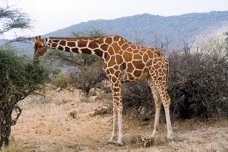 Giraffe Species - Reticulated Giraffe