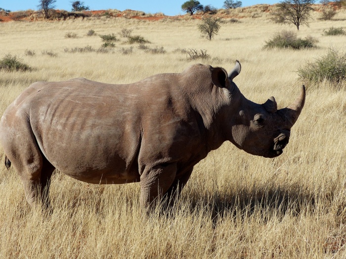 Save the Rhino Day Rhinoceros