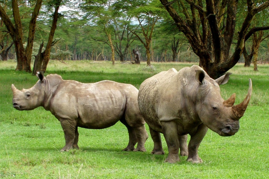 Rhinoceros