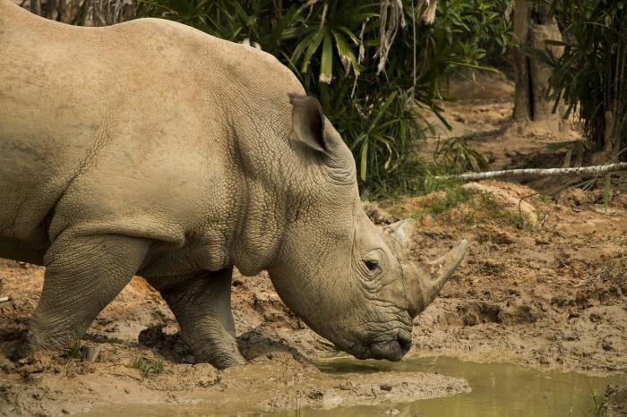 Save the Rhino Day - Rhinoceros