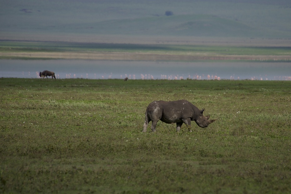 Rhinoceros