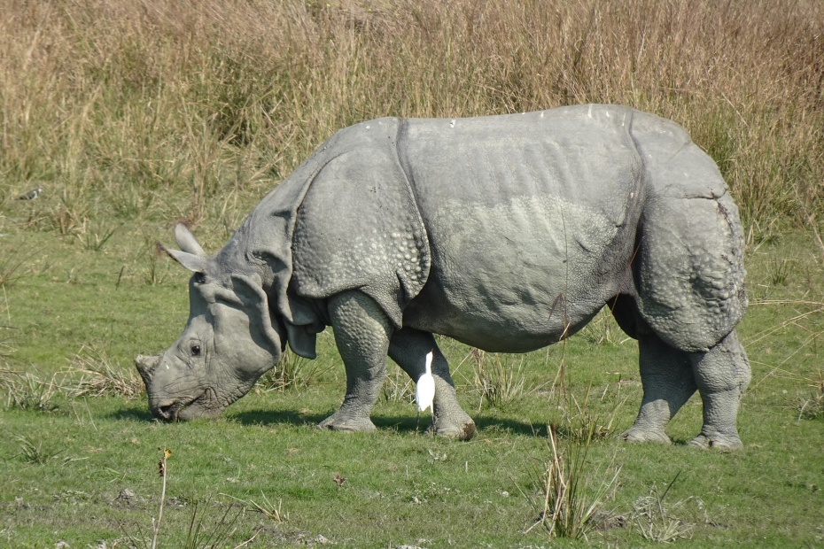 One Horned Rhinoceros
