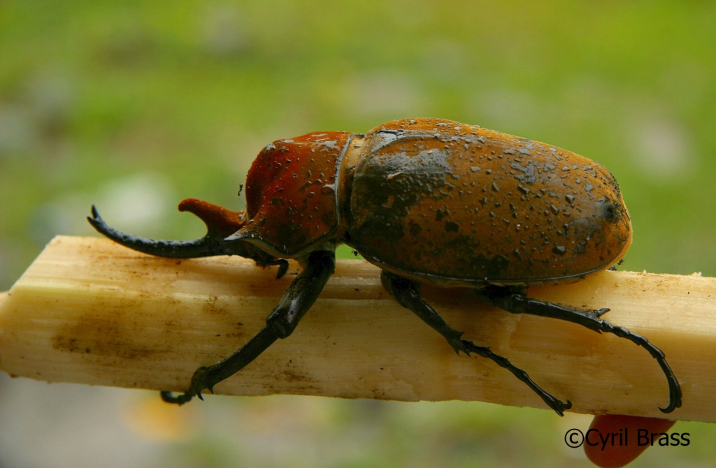 Insects in Central America - Rhinoceros Beetle