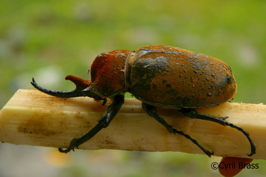 Rhinoceros Beetle