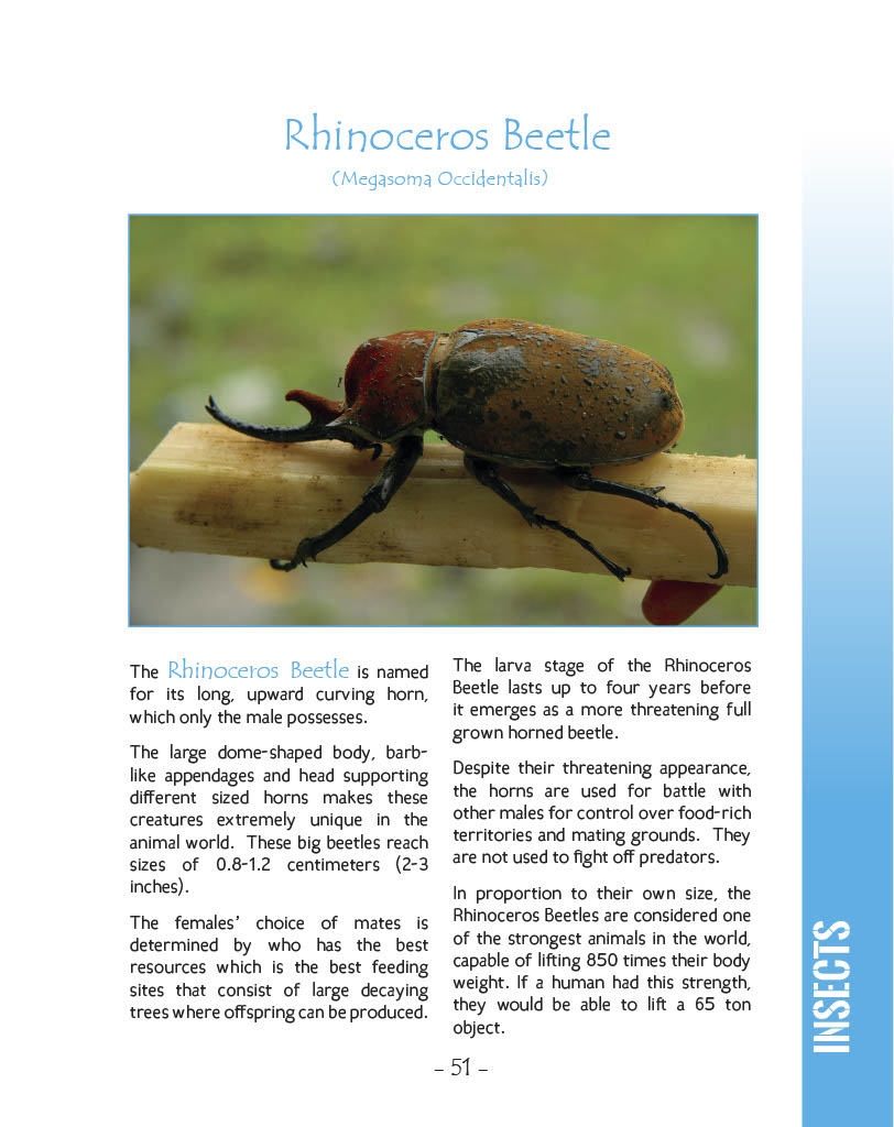 Rhinoceros Beetle - Wildlife in Central America 1 - Page 51