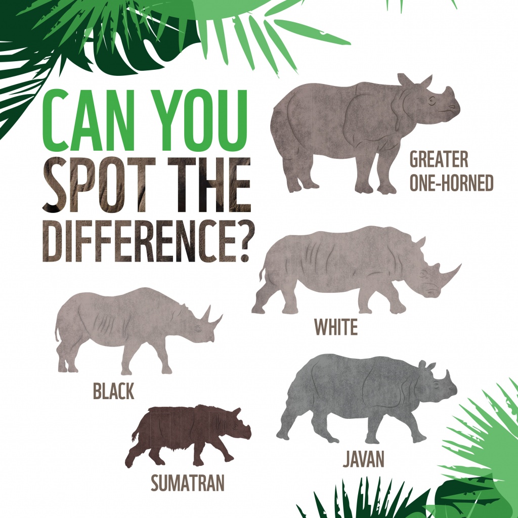Rhinoceros Species - Identifying Rhinoceros
