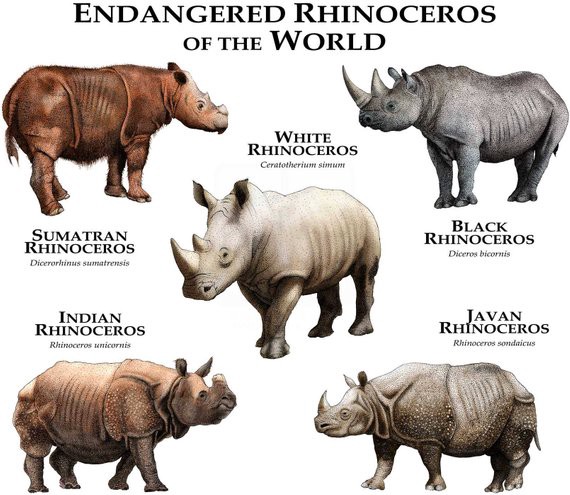Rhinoceros Identification