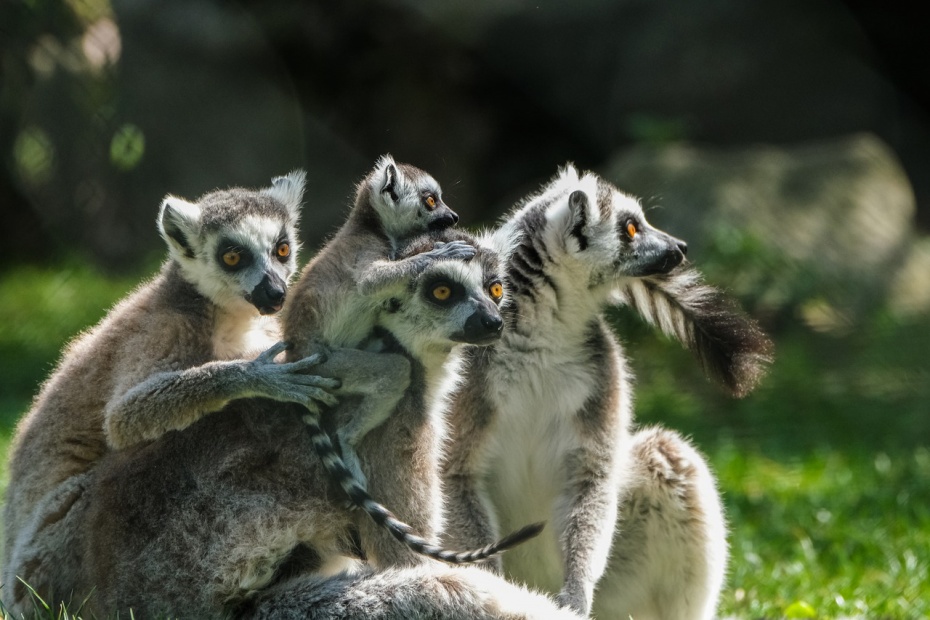 Ring Tailed Lemur