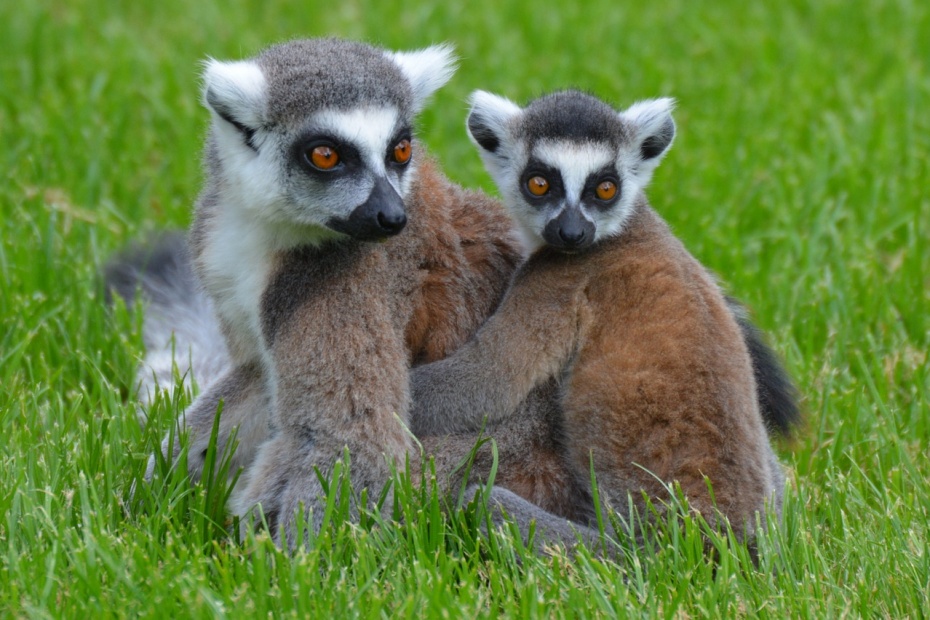 Ring Tailed Lemur