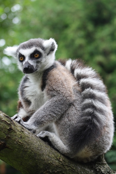 World Lemur Day - Ring tailed Lemur