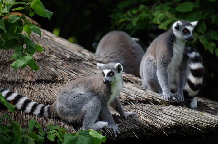 World Lemur Day Ring tailed -  Lemurs
