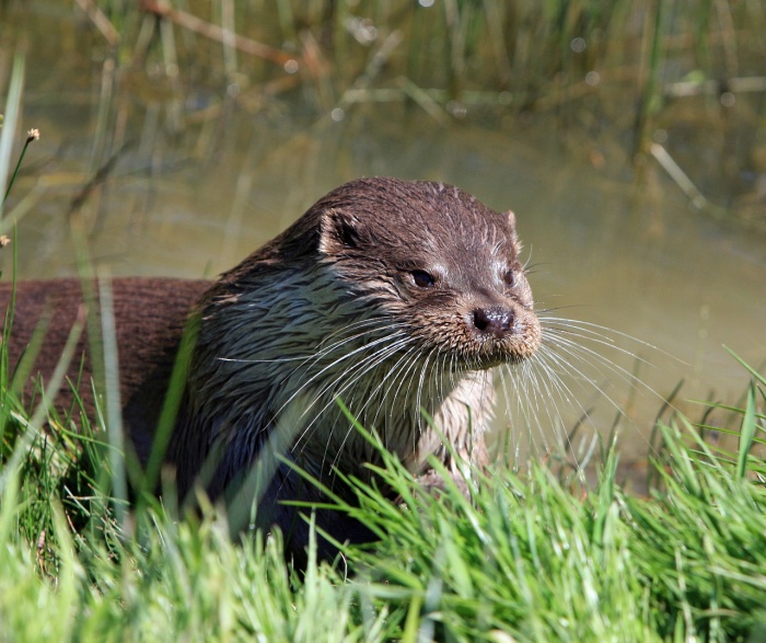 World Rivers Day - River Otter 