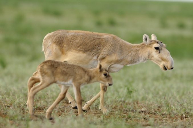 International Ungulate Awareness Day - Saiga Antelopes