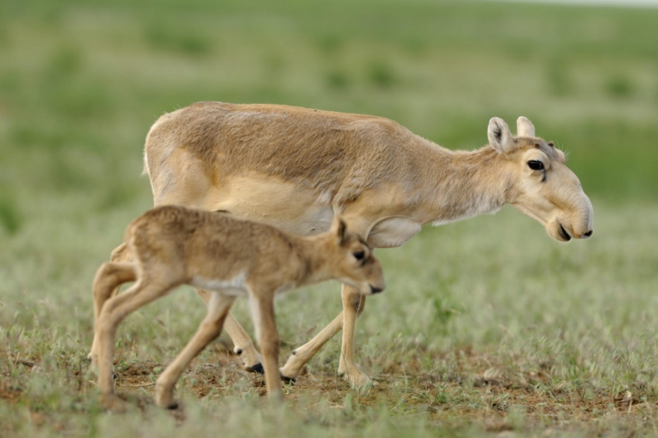 Saiga Antelopes