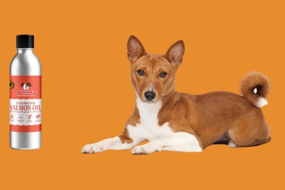 Salmon Oil for Dogs