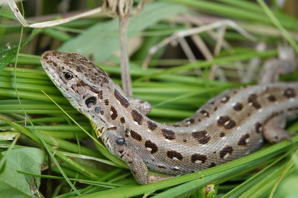 World Lizard Day - Sand Lizard 