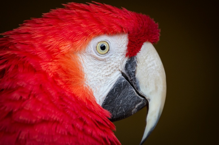 World Parrot Day - Scarlet Macaw