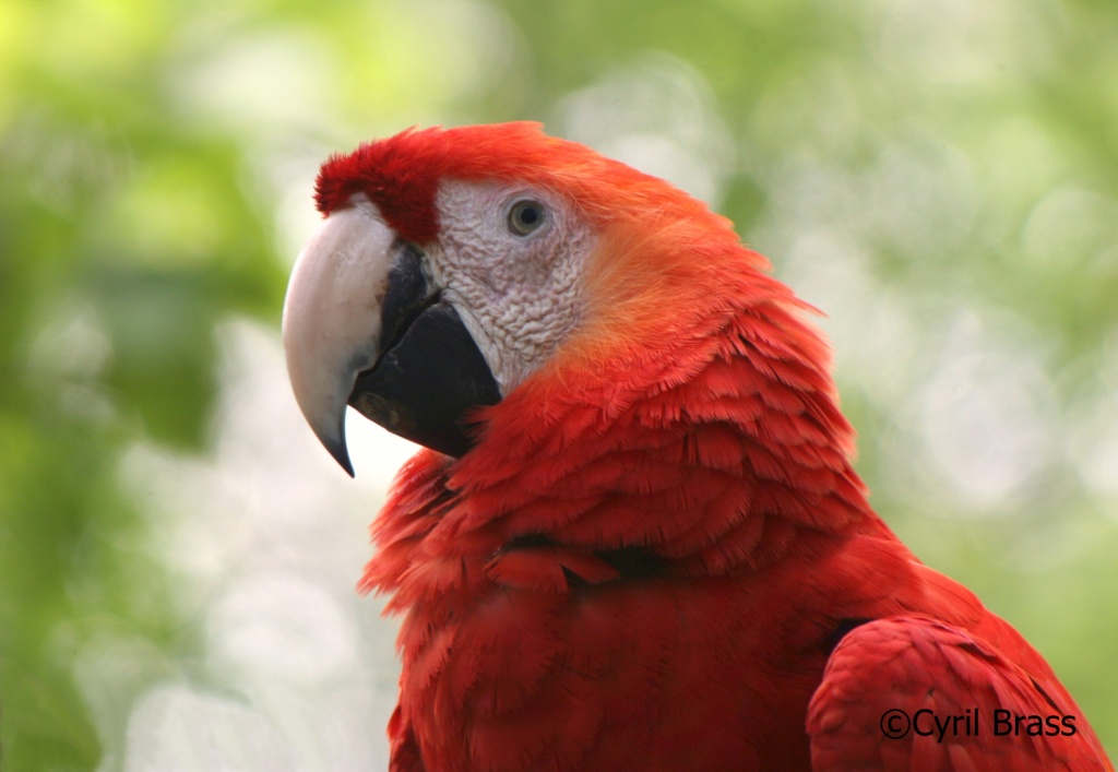 Birds in Central America - Scarlet Macaw