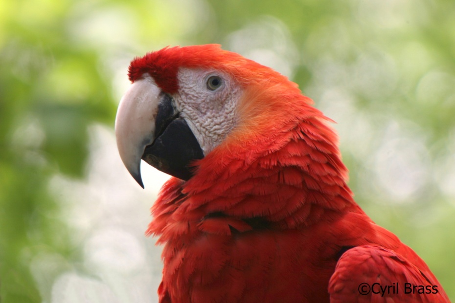 Scarlet Macaw