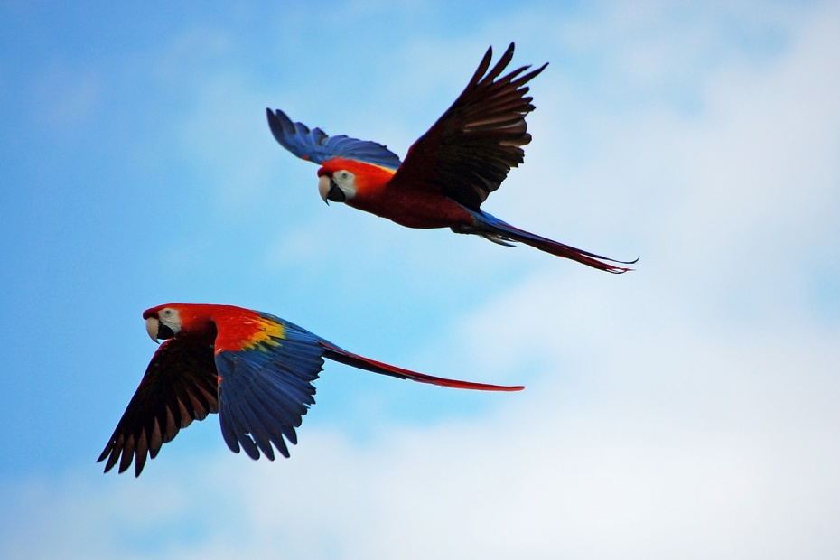 Scarlet Macaw Parrots