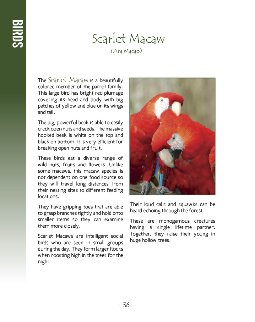 Scarlet Macaw - Wildlife in Central America 1 - Page 36