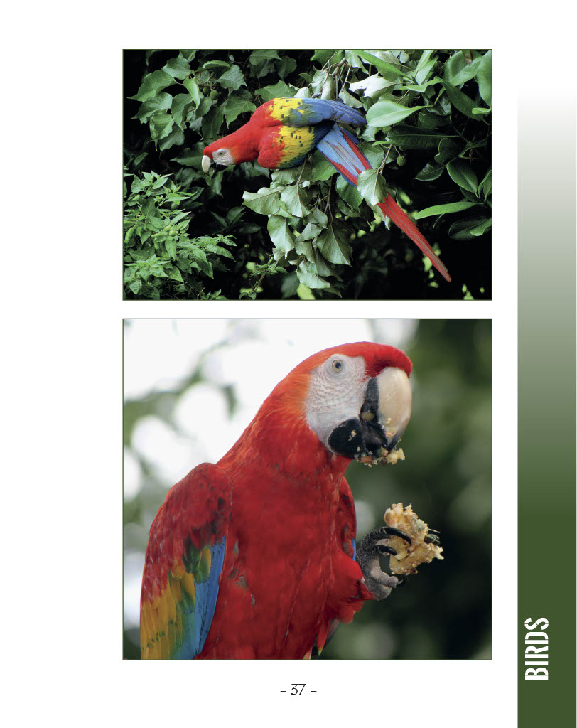 Scarlet Macaw and Great Green Macaw - Scarlet Macaw - Wildlife in Central America 1 - Page 37