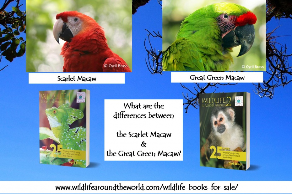 Scarlet Macaw and Great Green Macaw