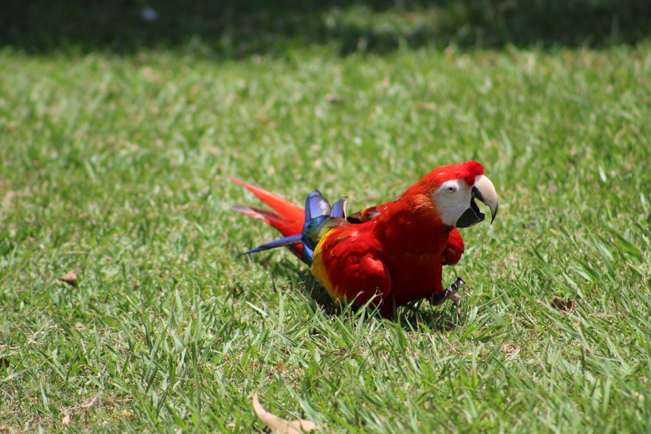 Scarlet Macaw